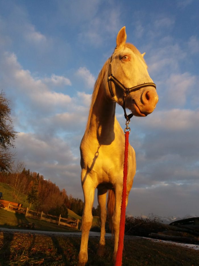 Pferd im Sonenuntergangslicht