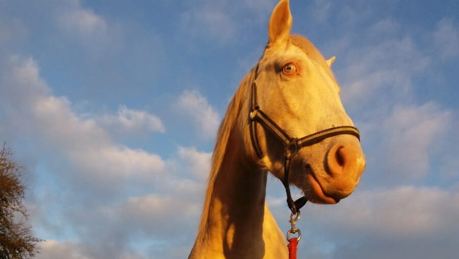 Pferd im Sonenuntergangslicht