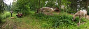 Wanderreiten Schauer, Rast am Teich